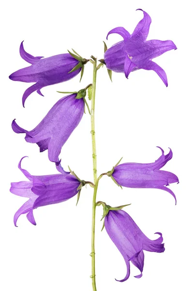 Hat nagy bellflowers izolált fehér — Stock Fotó