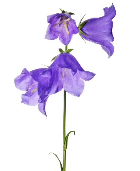 Quatre grandes clochettes violettes isolées sur blanc — Photo