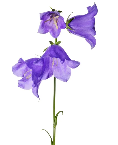 Cuatro grandes campanillas violetas aisladas en blanco —  Fotos de Stock