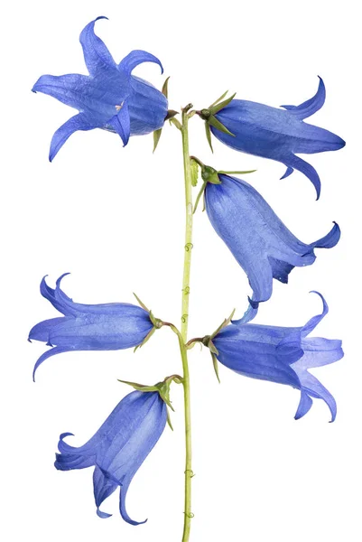 Beyaz üzerine izole edilmiş altı büyük mavi çan çiçeği. — Stok fotoğraf