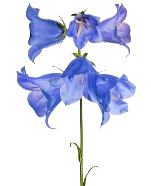 Sechs große blaue Glockenblumen isoliert auf weiß — Stockfoto
