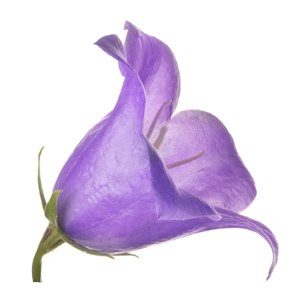 Grande fiore di campanula lilla su bianco — Foto Stock