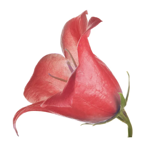 Large bellflower red bloom on white — Stock Photo, Image