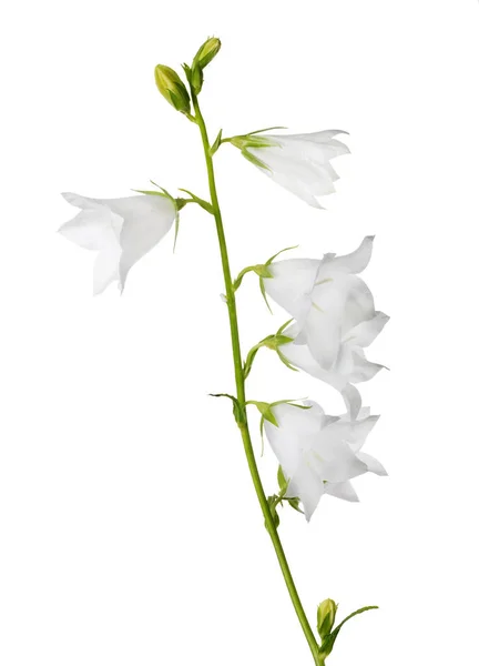 Gran campanario aislado blanco con cinco flores —  Fotos de Stock