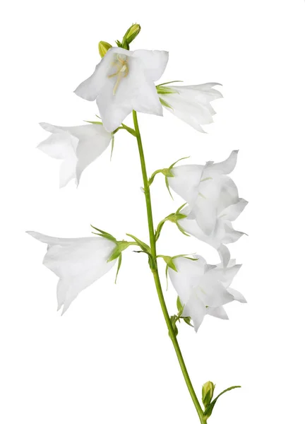 Grande campanula bianca isolata con otto fioriture — Foto Stock