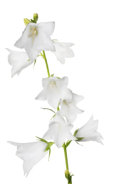 Campanario grande aislado blanco con ocho flores —  Fotos de Stock