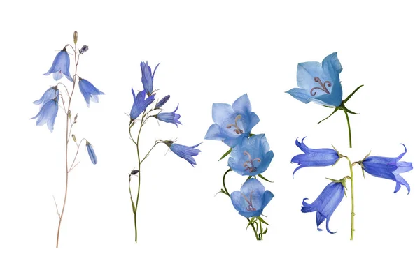 Fünf blaue Glockenblumen vereinzelt auf weiß gesetzt — Stockfoto