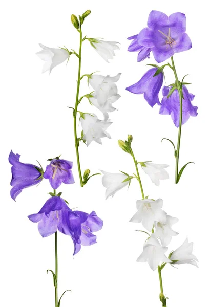 Witte en lila tuin geïsoleerde klokbloemen — Stockfoto