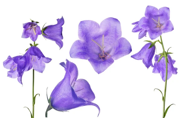 Set of large violet bellflowers isolated on white — Stock Photo, Image