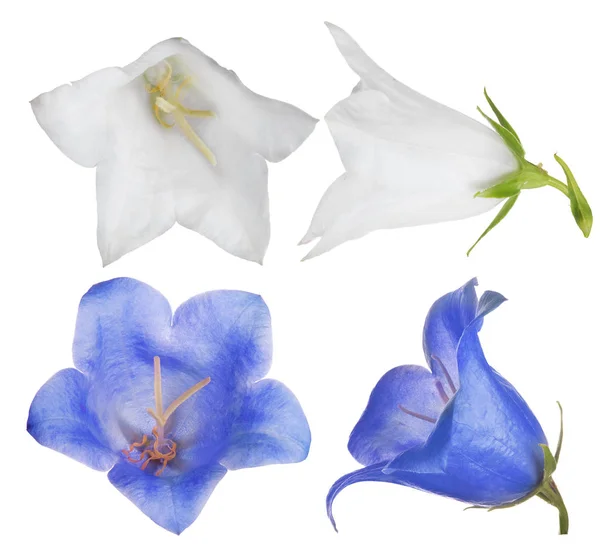 Fioriture isolate di campanula bianca e blu — Foto Stock