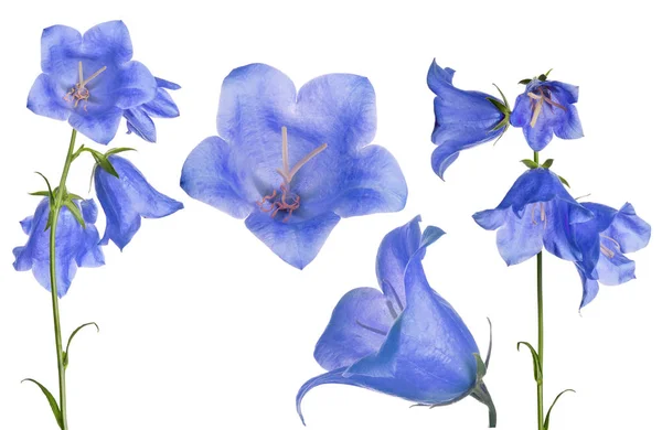 Set of large blue bellflowers isolated on white — Stock Photo, Image