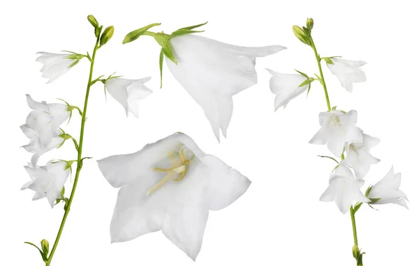 Grande campanula bianca isolata collezione — Foto Stock