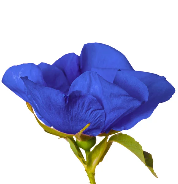Απομονωμένο μπλε λουλούδι — Φωτογραφία Αρχείου