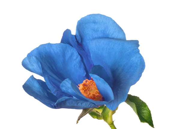 Απομονωμένη σε λευκό μπλε λουλούδι — Φωτογραφία Αρχείου