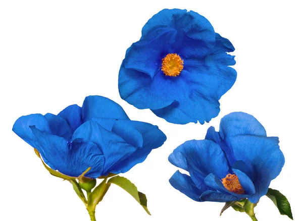 Three beautiful blue brier flowers — Stock Photo, Image