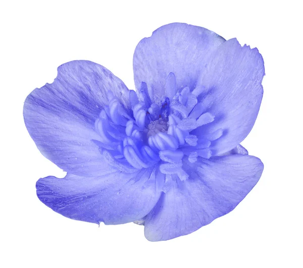 Isolated wild blue bloom — Stock Photo, Image