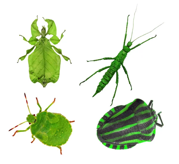 Quatro insetos verdes no branco — Fotografia de Stock