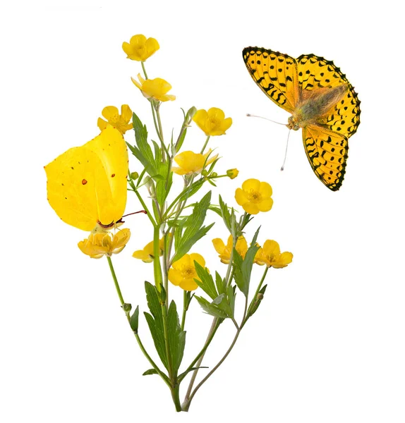 Isolerad gul gäng Butter cups och två fjärilar — Stockfoto
