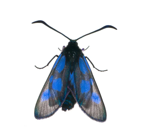 孤立在白纸上的黑色和蓝色蝴蝶 — 图库照片