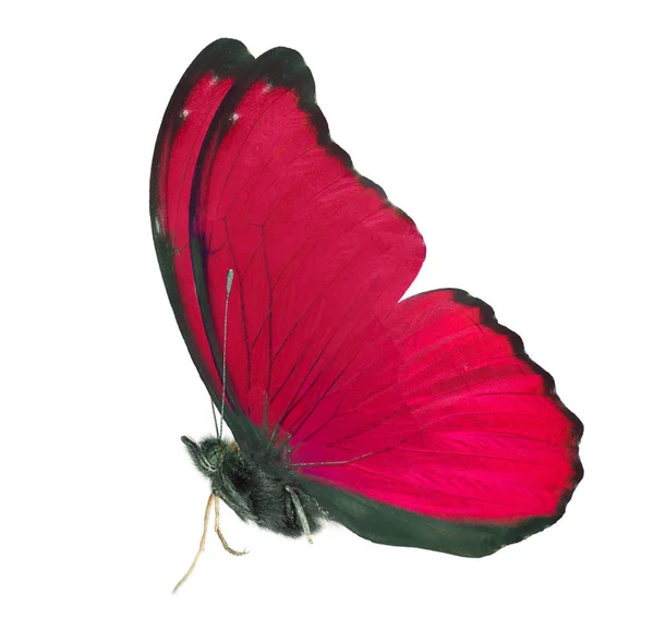 Červený izolovaný boční pohled na motýl — Stock fotografie