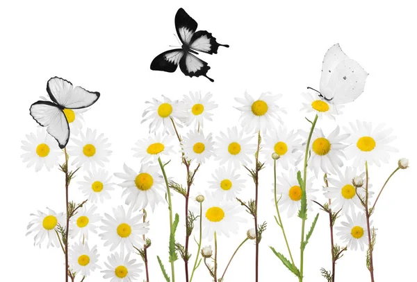 Group of three butterflies above chamomile flowers — Stock Photo, Image