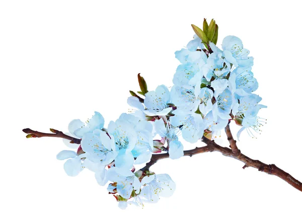 Tree branch with lot of blue flowers — Stock Photo, Image