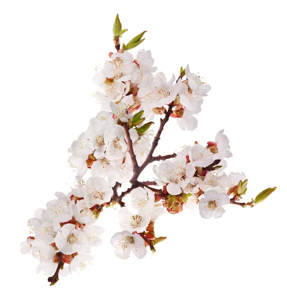 Isolated lush sakura branch — Stock Photo, Image