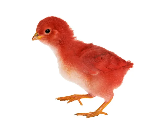 Walkin küçük kırmızı tavuk — Stok fotoğraf