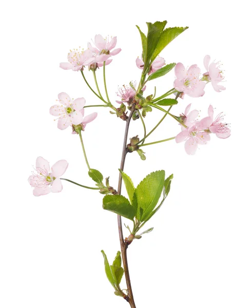 Green and pink cherry tree blossoming branch — Stock Photo, Image