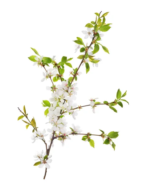 Cherry Tree Branch med blom och små gröna blad — Stockfoto