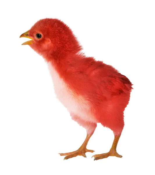 Pollo rojo pequeño aislado en blanco —  Fotos de Stock