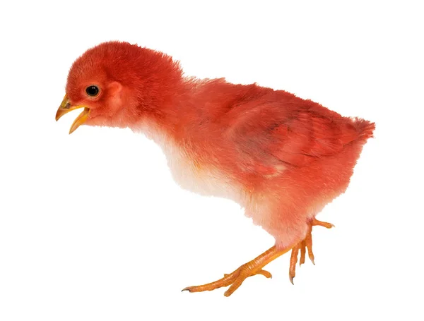 Walkin isolated small red chicken — Stock Photo, Image