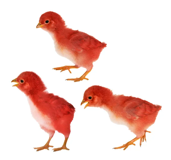 Walkin isolated small red chicken — Stock Photo, Image