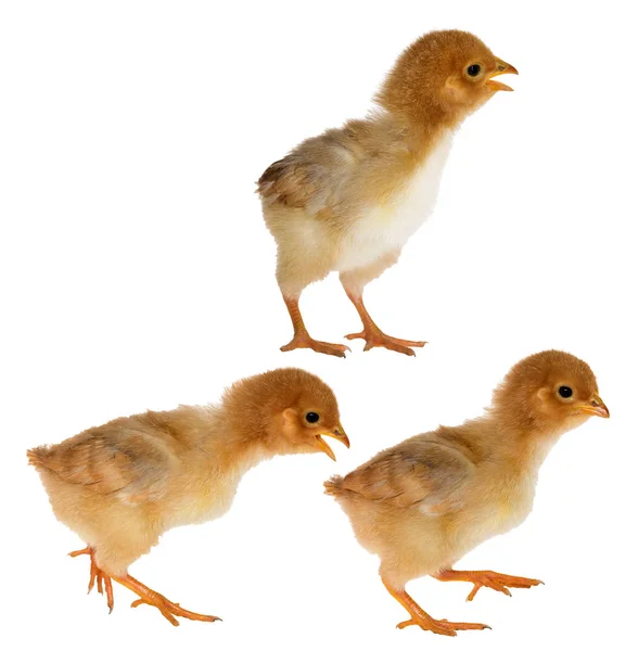 白に隔離された3羽の小さな黄色い鶏 — ストック写真