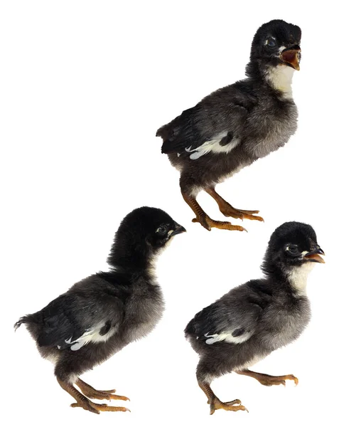 Three small black chickens isolated on white — Stock Photo, Image