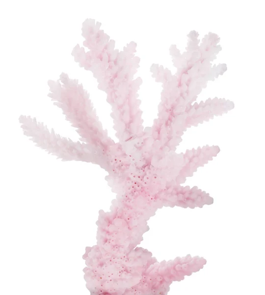 Coral rojo claro aislado pequeña rama —  Fotos de Stock