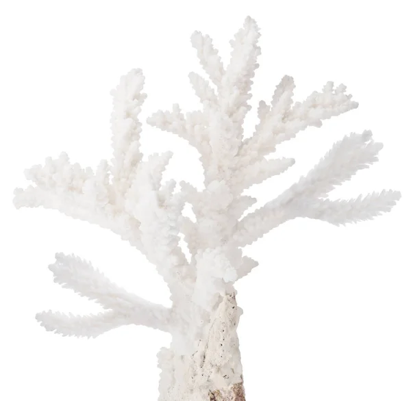 Branco pequeno isolado coral ramo isolado — Fotografia de Stock