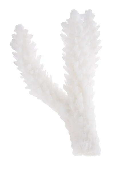 Pequeña parte de la rama de coral aislada blanca —  Fotos de Stock