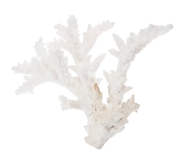 Coral isolado branco médio ramo isolado — Fotografia de Stock