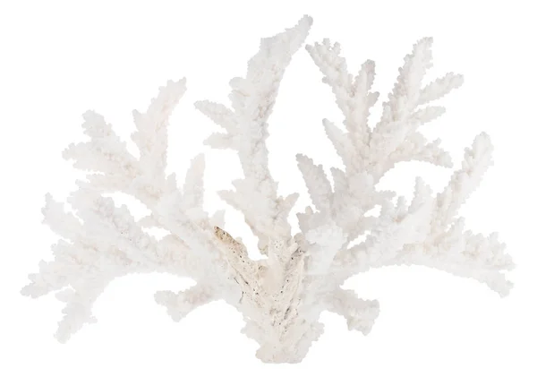 Duża odizolowana gałąź korala białego — Zdjęcie stockowe