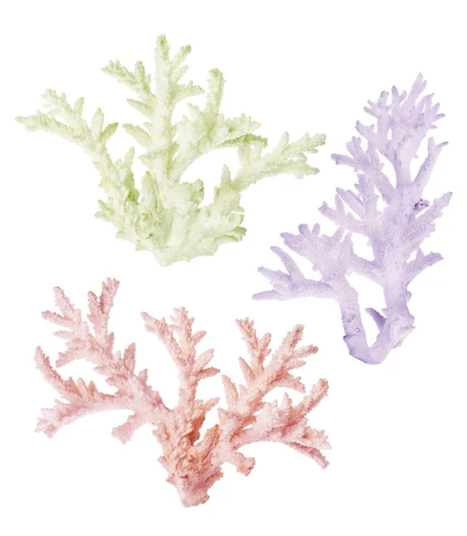 Tre ljusa färger koraller isolerade på vitt — Stockfoto