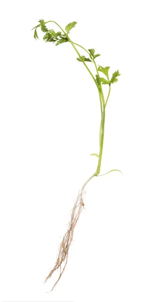 Coriandolo verde con radice isolata su bianco — Foto Stock