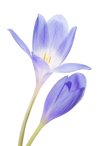 Croco blu due fiori isolati su bianco — Foto Stock