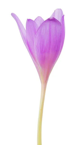 Světle šeříková polootevřená krokusová květina na bílém — Stock fotografie