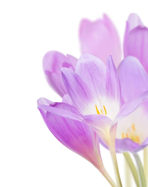 Grupp av ljus lila krokus blommor på vit — Stockfoto