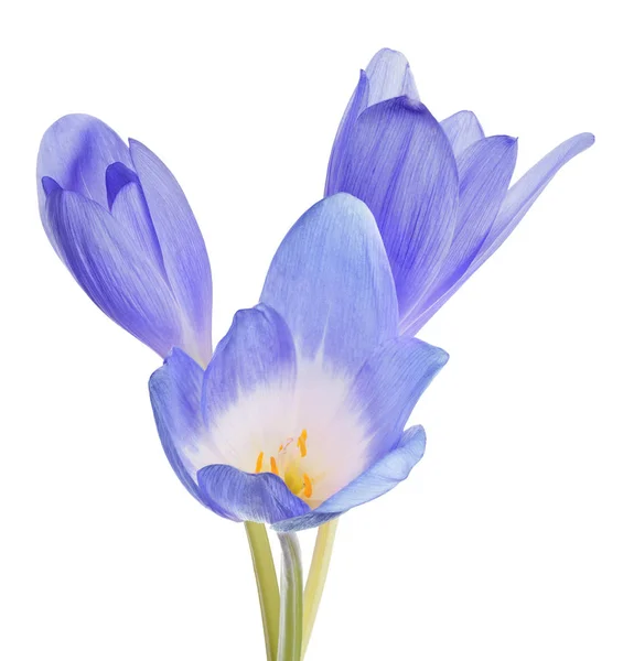 Groupe de trois fleurs de crocus bleu sur blanc — Photo