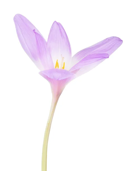 Světle šeříkový krokus květina na bílém — Stock fotografie