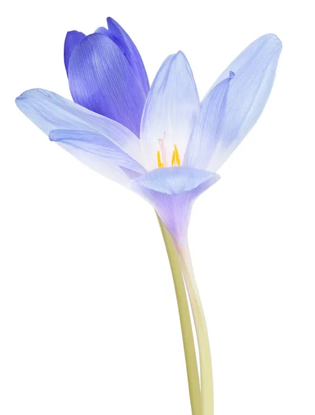 Modrý krokus dvě květiny na bílém — Stock fotografie