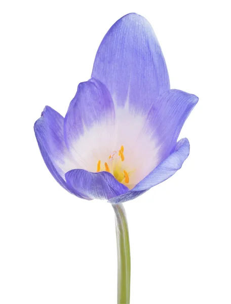 Grande flor de cocodrilo azul sobre blanco — Foto de Stock