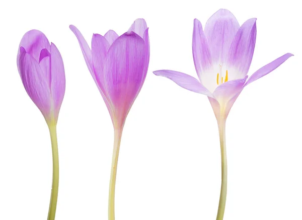 Sada tří květů šeříku krokus na bílém — Stock fotografie